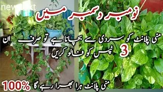 Money plant winter care in 3 simple steps. نومبر دسمبر میں منی پلانٹ کی حفاظت کیسے کریں