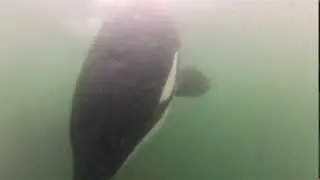Orcas explore under Atlas - Gwaii Haanas, Haida Gwaii