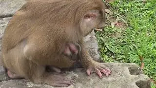 Adorable newborn baby monkey 🍼🐒#adorablemonkey #babymonkey #monkey #monkeyvideo #animallife #cute 