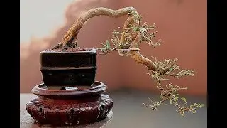 Kengaiand Han-Kengai Bonsai Trees