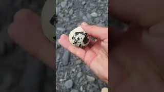 Common Guillemot (Uria aalge) egg - with just the inner membrane to hold it together.