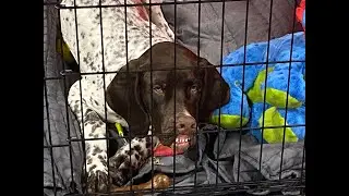 Ontario Dog Show Review / Disagreement with a Judge