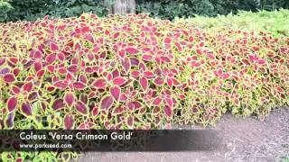 Coleus 'Versa Crimson Gold'