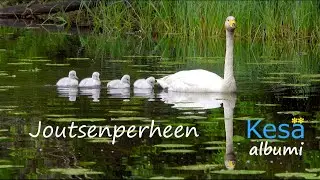 Joutsenperheen kesäalbumi - Rakkautta ja draamaa