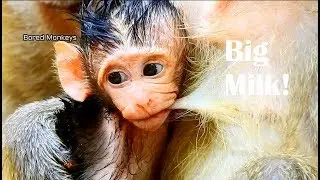 s0 Cute!Baby Barbi start use new technique pull out get full&big milk,Glad Bonita groom Barbi