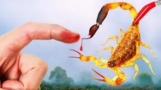 Asian Bark Scorpion Wrecks Me!