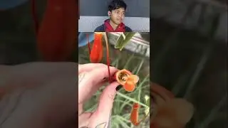 Reaction video: unique frog sounds #pepole #meme #funny #ranking #cartoon #game #streaming