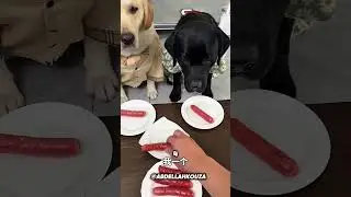 Ce chien refuse d'avoir moins de saucisses ! 😂🌭 #Shorts #CuteDog #FunnyPets