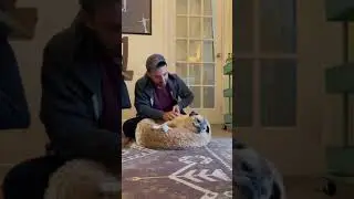 Noodle & His Bones | TikTok