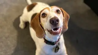 Bark box is always a day of celebration with new treats and toy!!