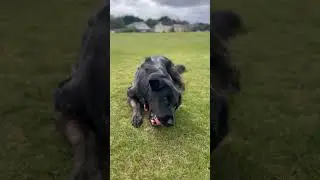 Dogs out, all weather, doesn&rsquo;t care, just play ball 🐕&zwj;🦺🎾 #dogslife #doggames #dogs