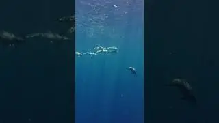 Pod of dolphins cruising underwater #shorts #ocean #nature #underwaterphotography #wildlife #sea