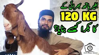 120KG HEAVY WEIGHT GOAT Without Force Feeding? Amazing Inspiration & Motivation for All Goat Farmers