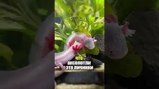 АКСОЛОТЛЬ превратится В ЭТО?! Превращение Аксолотля В Амбистому!! #facts