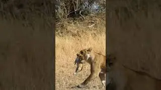 Mama on a mission! Watch this fierce lioness carry her cub in the wild! #SafariMagic #Wild #BigCats