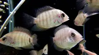 Mesmerizing 4K Fish Tank Journey 🌊 | Stress Relief & Relaxing Music