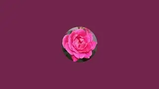 In Rose's Garden is live! No Special Guests Today!