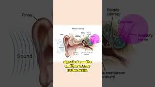 How Genetics can Disqualify You... #cochlearimplant #nervedamage #cochlea