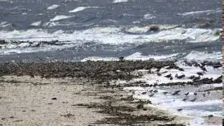 The Migration of the Red Knot
