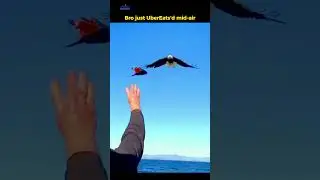 Eagle Steals Meat from Boat in Mid-Air Precision!