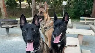 Why Belgian Malinois are the best dog breed! 🐕😂 #malinois #viral #puppy #dog #funny #fyp #foryou 