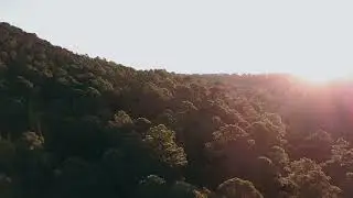Sun rays over forest treetops 🔥