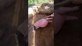 🤣🤣🤣 THIS PIG IS VERY VERY BIG 🤣🤣🤣🤣