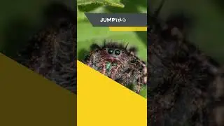 10 Types of House Spiders in Miami #pestcontrol #pestcontrolmiami #pestcontrolservice #miamiflorida