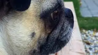 P U G O W E E N