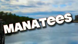 WE SAW MANATEES! HIDDEN GEM - APOLLO BEACH - TAMPA