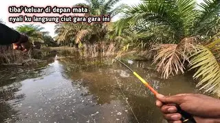 Siapa sangka luapan perkebunan sawit banyak ikan besar terjebak 
