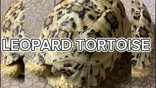 ЛЕОПАРДОВАЯ ЧЕРЕПАХА 🐢 #исследование #образовательныецели