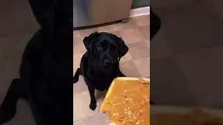 Dog eating peanut butter sandwich