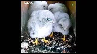 The moments when baby birds hatch from their eggs and grow up.