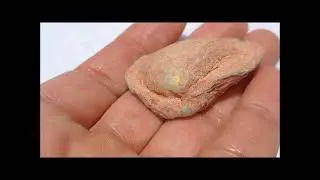 トリゴニア（三角貝）　69.40ct
