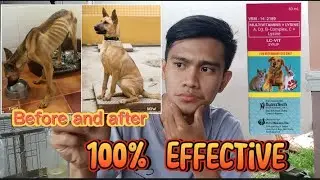 LC-VIT REVIEW | ITO ANG VITAMINS PARA SA PAYAT AT MATAMLAY NA ASO