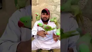 Parrot Care Tips 🦜 | Healthy & Happy Parrots | Useful Bird Tips