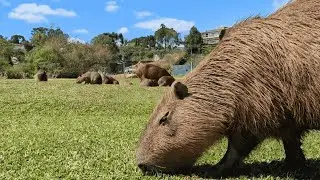Huge Capybara Herd Enjoying The Park