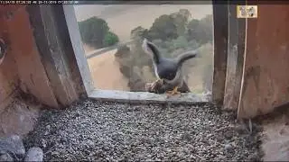 Peregrine Falcons Orange CSU, Xavier with prey but nobody home 2019 11 24