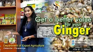 Get a better value for Ginger