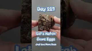 Can I go 1 Year? Day 223 Thunderegg Cut Challenge Daily Reveal 🐔🪨