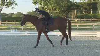Transporting horses overseas for equestrian events at 2024 Paris Olympics