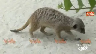 Non chiamatelo Zoo: l'estate al bioparco di Roma