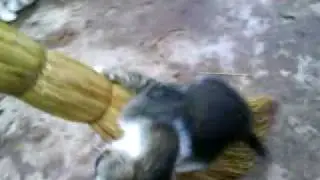 MOV00774