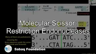 Molecular Scissor: Restriction Endonucleases, Biology Lecture | Sabaq.pk