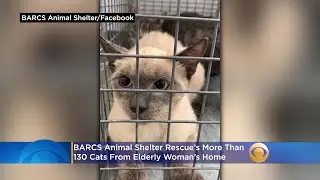 BARCS Rescues More Than 130 Cats From Elderly Woman's Baltimore Home