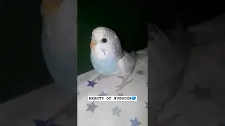 Birds natural breeding formula | Breeding Tips for budgies | How to breed budgies
