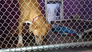 Simba 1y Pet Id 944950 kennel 20 HSSAZ shelter xtra lonely, hungry or feelin ok by me, we pal up 739