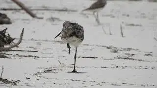 A Short video of Wildlife through my third eye - Omar Haroon