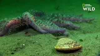 Relation 3  1 min 35 cette etoile de mer geante a 18 bras